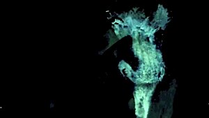 Vintage Glimpse: Dark Lantern's Secret 19th Century Diaries