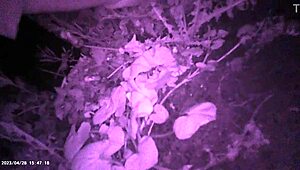 बिच्छू घास