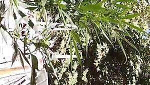 Intense Suck and Fuck in 420 Patch.