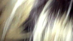 missa sucking my cock hard with intense focus