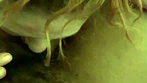 friends white slobs on black cock with sloppy licks and spits