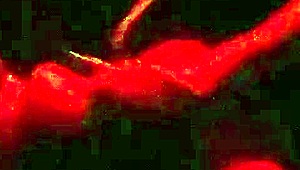 Wife Enjoys Swing House Fun in Barra da Tijuca