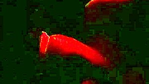 Wife Enjoys Swing House Fun in Barra da Tijuca