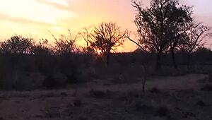 i had wild sex on african safari