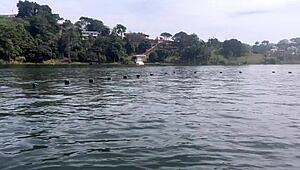 i'm watchin this sexy babe wit puffy pussy lips deepthroat n get her ass fucked, it's so hot