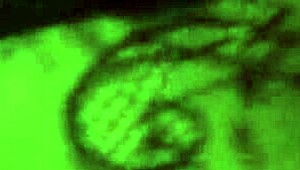 Amateur verification video for site