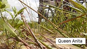 feeling wet with new indian teen pussy, blowjob and cum on ass