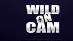 petite brunette fingers her wet trimmed pussy and teases with vibrator