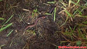 Ginger Sub Punished Outdoors