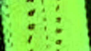 Exciting Summertime Saga Adventure!