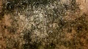 Oski fucks his hairy milf wife wet, she moans.