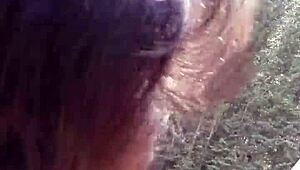 i love watching petite latina suck huge cock and swallow cum