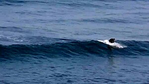 Nathaniel in gay movie with Sean Cody, featuring big cock handjob