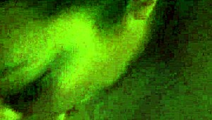 bold latina blowjob in hotel room