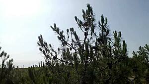 francky jerking off and cumming hard in the forest