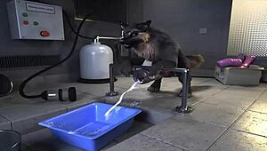 Can this petite girl handle a big black cock?