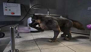 Can this petite girl handle a big black cock?