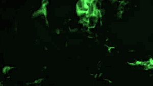 Brazilian Redhead Gordinha Takes Huge Anal in Full Red Video