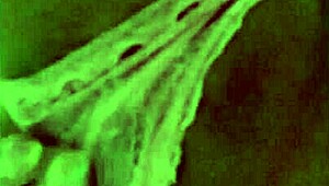 a fan gave me this hot lingerie, wanna see me masturbate my ass?