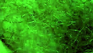 Hairy Pussy Pissing Doggy Style and Squatting: Mature Blonde with Gorgeous Ass Urinates at Home, Amateur ASMR PAWG Close-Up of Wet Holes