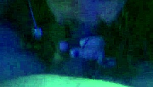 Homemade Scene With A Cute Young Chick And A Swallow