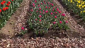 Sakura Relaxes In Hot Springs With Nacchi