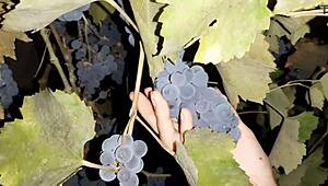 Neighbor thanks with cunnilingus for grapes
