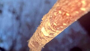 a man encounters a real witch and has passionate sex in the forest