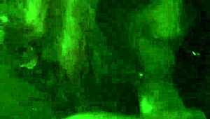 Bbw sucking huge dick