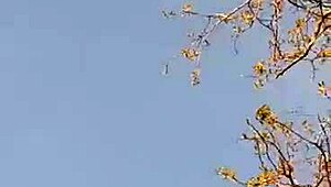 i GAVE my NEIGHBOR flowers and she THANKED me with passionate CUNNILINGUS till ORGASM