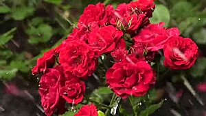 back in college my indian friend finally fucked me after hanging out with our group