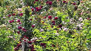 back in college my indian friend finally fucked me after hanging out with our group